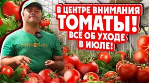 В ЦЕНТРЕ ВНИМАНИЯ ТОМАТЫ! Всё об уходе в июле!