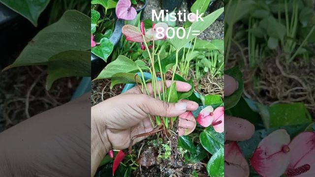 #Teldeniya #anthurium #forsale #flowernursery #flowernursery #kandy #kandy #anthurium смотреть онлайн