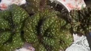 Что делать, если сохнут края  листьев у  бегонии?