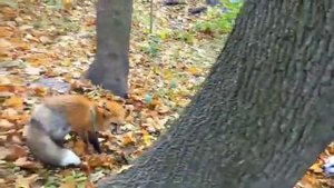 Злая лиса /звук лисы /domesticadet fox /