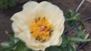 Пион "Лемон Шиффон"