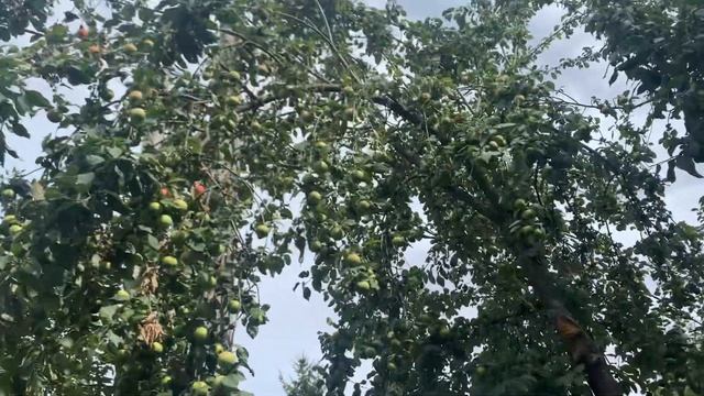 Большая яблоня с яблоками . смотреть онлайн