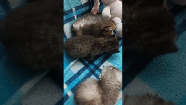 Персидские  породистые котята. Краснодар. Возможна.  бережная доставка Зоотакси в любой город.