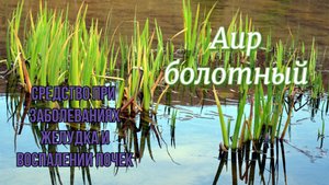 Средство при заболеваниях желудка и воспалении почек. Аир болотный