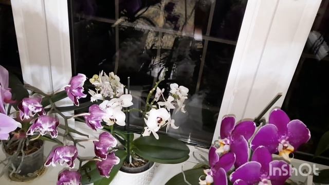 Обзор цветущих орхидей на северном окне. Sogo Yukidian белый и розовый и др. январь 2022 г. смотреть онлайн