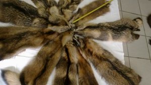 Енотовидная собака 70 выделанных шкур  артикул fv-3