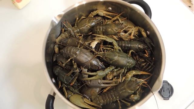 КАК ХРАНИТЬ РЕЧНОГО РАКА в ДОМАШНИХ УСЛОВИЯХ. Живые РАКИ Больше Недели. смотреть онлайн