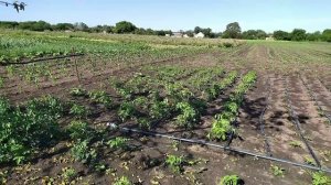 В селе у СВЕКРУНЬКИ !!!!!!