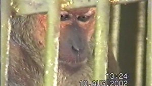 Зоопарк, ключи.mp4