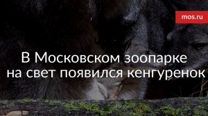 В Московском зоопарке на свет появился кенгуренок