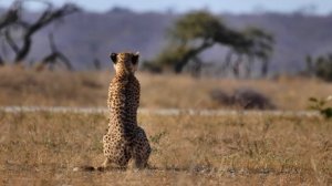 WILD DOGS Chase CHEETAH up a Tree