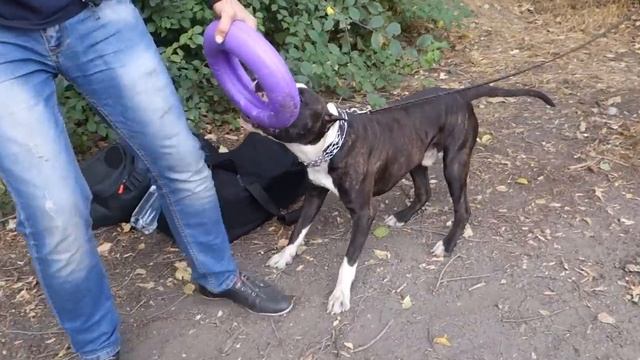 Железная хватка. Питбультерьер Маркус. Pit Bull Terrier. Odessa.