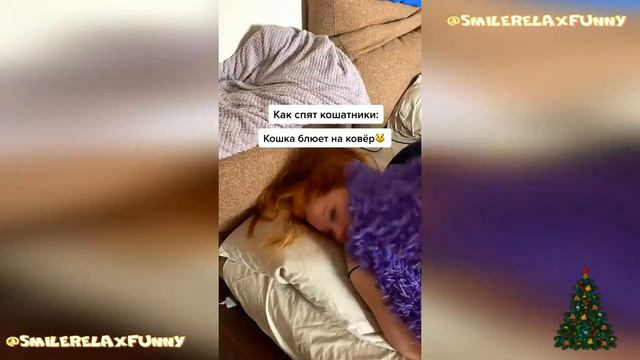 Funny cats tiktok 2022-2023Коты 2023 смешные котики. Приколы с котами до слез. Я СМЕЯЛСЯ