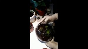 Флорариум из суккулентов своими руками. Флорариум в стеклянной вазе