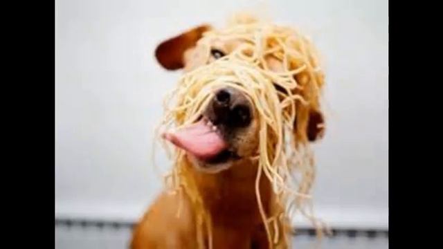 сухого корма для собак цена смотреть онлайн