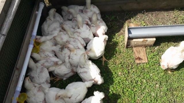 Больные цыплята бройлеры в хозяйстве. Куда Пересадили Здоровых  Цыплят. Лечение бройлеров. Карантин