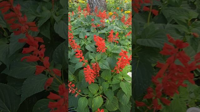 Палисадник смотреть онлайн