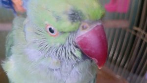 Ожереловый попугай Гоша. Линяет