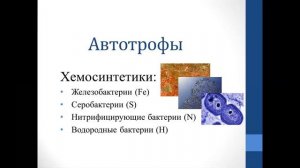 Биология. Объяснение темы "Типы питания организмов"