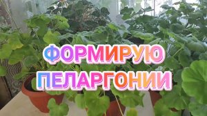 формирую пеларгонию.