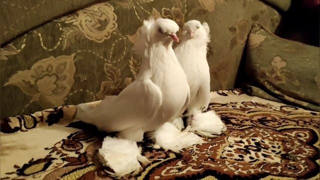 Коллекция голубей Северокавказские космачей г . Зеленокумск Малосилко Ярослав. смотреть онлайн