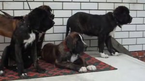 medelyan mastiff 3-month (3 месяца) /5/