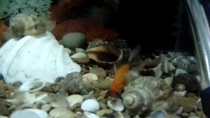 Пучеглазая, золотая рыбка Телескоп.  Carassius