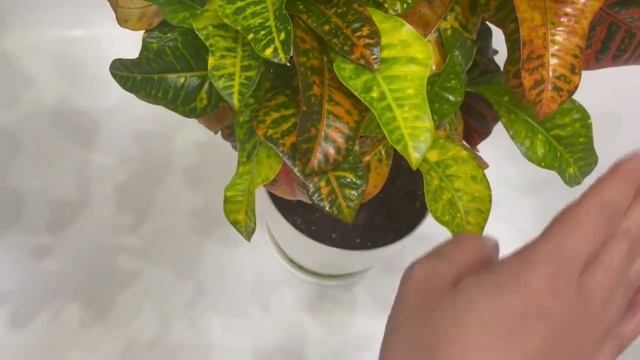 КРОТОНЫ и ПАУТИННЫЙ КЛЕЩ: как избавиться от клеща с помощью препарата 30В. смотреть онлайн