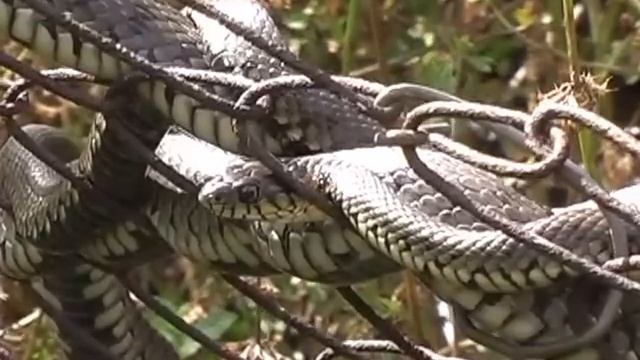 Летающие змеи смотреть онлайн