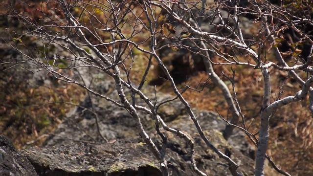 Океанский хребет 10 смотреть онлайн