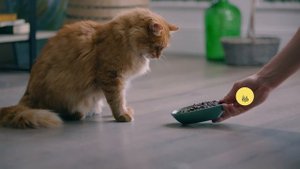 Сухой корм для кошек "Холистик Премьер"