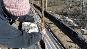 Обрезка персика в первый год посадки.Видео № 2 .Сад и огород с опытом.