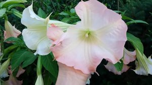 Цветение бругмансия. Цветы грамафоны