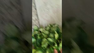 Эпипремнум Хэппи лиф