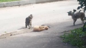 Порнуха у кошек (часть 1)