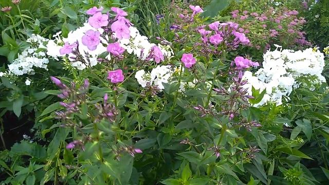 Лилии,флоксы,колосняк Блю Дюн ,ива Хакуро-Нишики, розы. Уборка чеснока. #лилии,#Ива,#Роза,#флоксы, смотреть онлайн