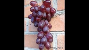 #Виноград от Сергея Гагина каталог11