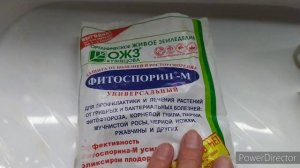 Плесень на грунте Глоксинии.Чем я обработала, отлично.