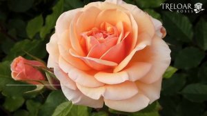 Sweet Honey - Rose