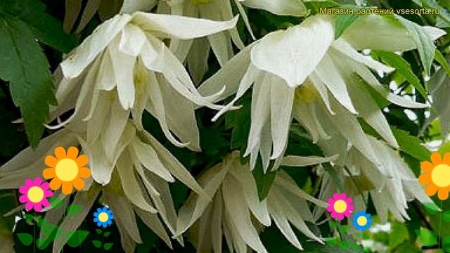 Клематис гибридный Альбина Плена. Краткий обзор, описание характеристик clematis Albina Plena смотреть онлайн