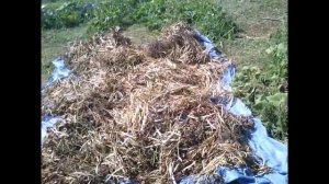 Сбор урожая фасоли , собираем в ручную , фасоль сорт БОРЛОТТИ