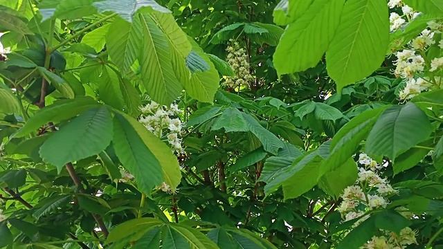 Цветение каштана. Свято-Тихоновский Преображенский женский монастырь г. Задонск смотреть онлайн