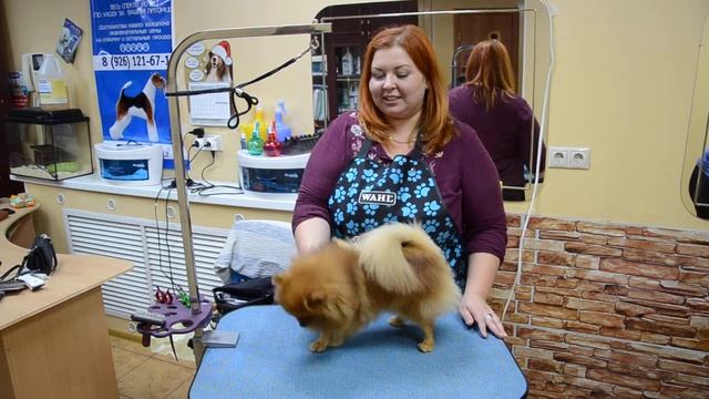 Неповторимая Кристина проводит очередной семинар по грумингу шпица смотреть онлайн