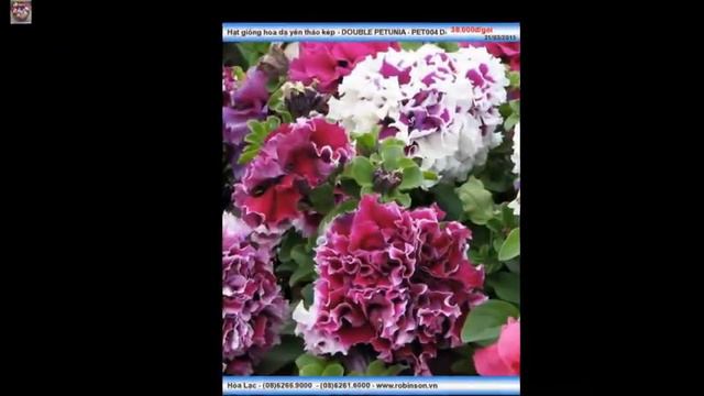 Hoa dạ yên thảo kép màu hồng - DOUBLE PETUNIA смотреть онлайн