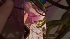 Орхидея Фаленопсис Клеопатра. Пересадка, спасение от насекомых.