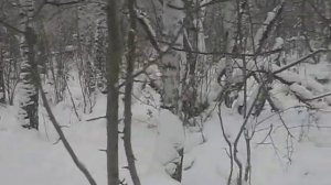 Охота с русской гончей на зайца