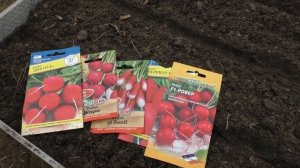 ПОРА СЕЯТЬ РЕДИС В ТЕПЛИЦУ! ВЫБОР СОРТОВ И ЧТО ДОБАВИТЬ В ГРУНТ ДЛЯ ХОРОШЕГО УРОЖАЯ