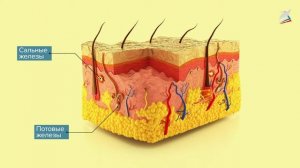 Строение и функции кожи. Роль кожи в терморегуляции организма