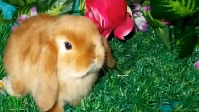 Copy of Питомник декоративных кроликов, "Красная Жемчужина", продажа крольчат из питомника смотреть онлайн