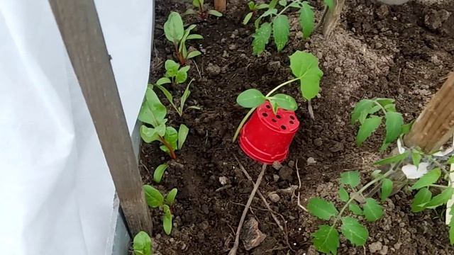 ОГУРЦЫ В МЕШКИ / КАБАЧКИ В ЯЩИКИ / РЕЗУЛЬТАТ ЧЕРЕЗ ДВЕ НЕДЕЛИ / ДЛЯ РАННЕГО УРОЖАЯ смотреть онлайн